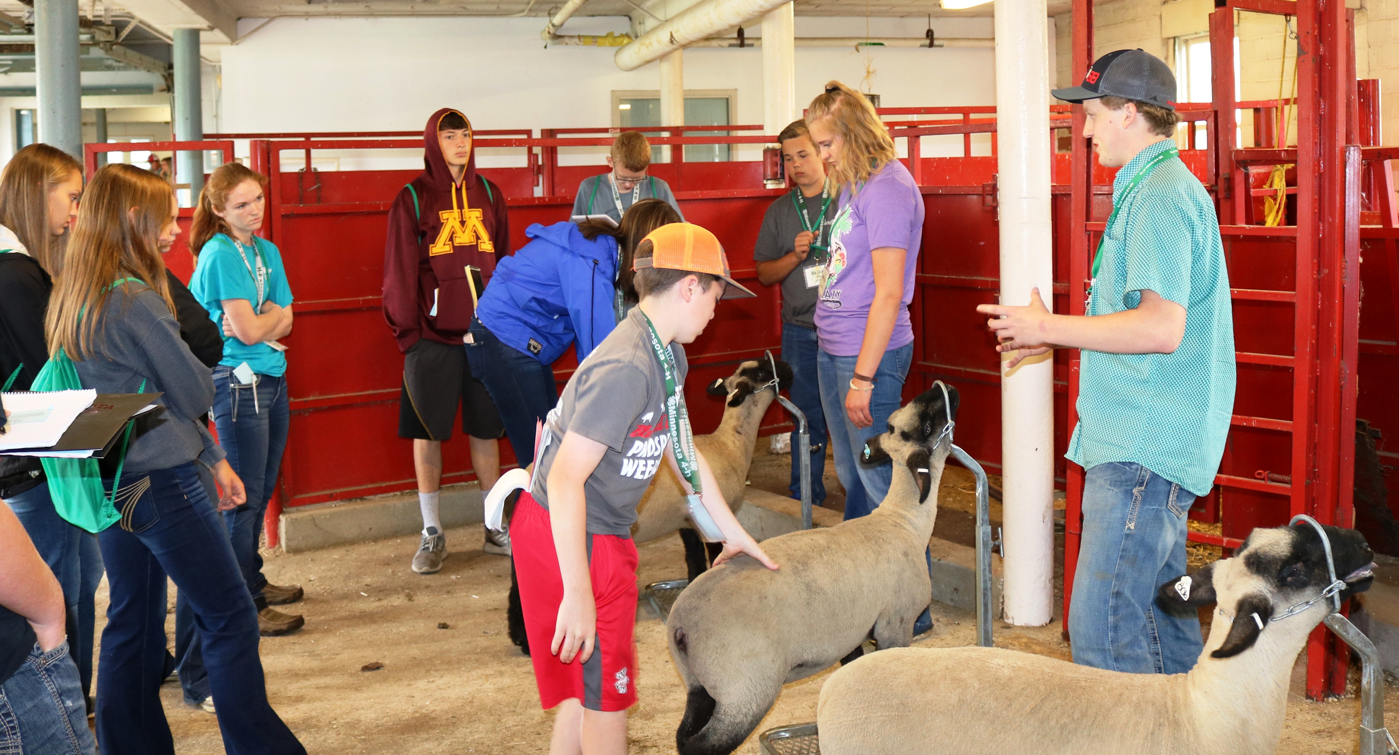 Minnesota 4H Livestock Judging Camp